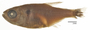 FMNH 54401 Hyphessobrycon reticulatus paratypes photo 1 of 4 small